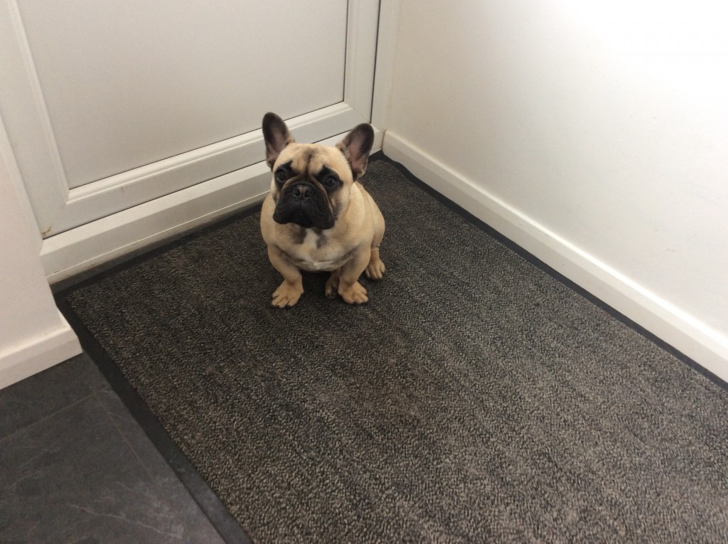 This is George he is a 7 mouth old French bulldog how cutie is he .