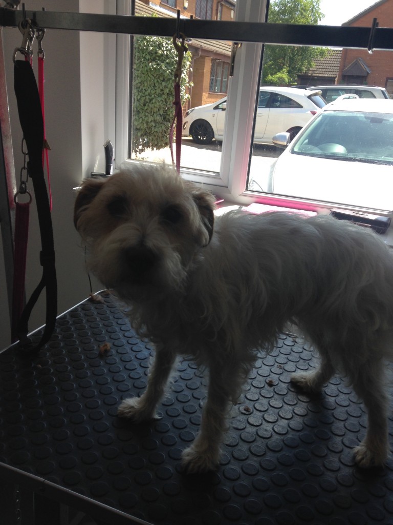 Tess came in today for her Sumer pamper what a good girl she is x