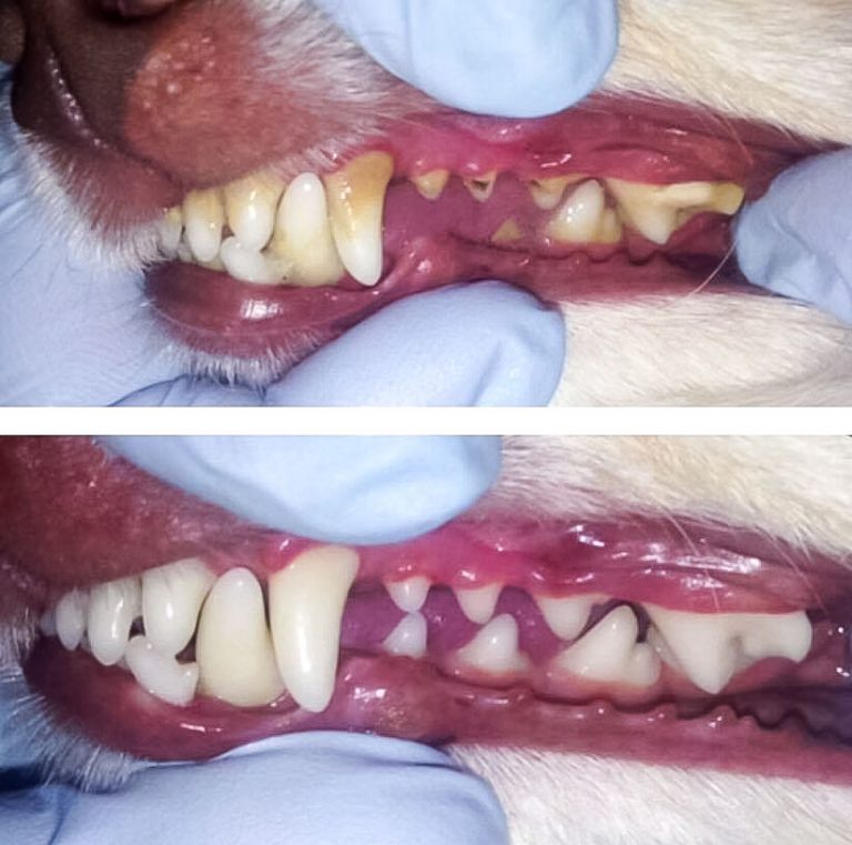 Dental Hygiene Dog Grooming Northampton Dog Grooming Northamptonshire