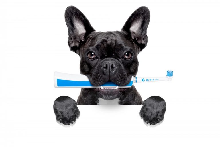 Dental Hygiene Dog Grooming Northampton Dog Grooming Northamptonshire