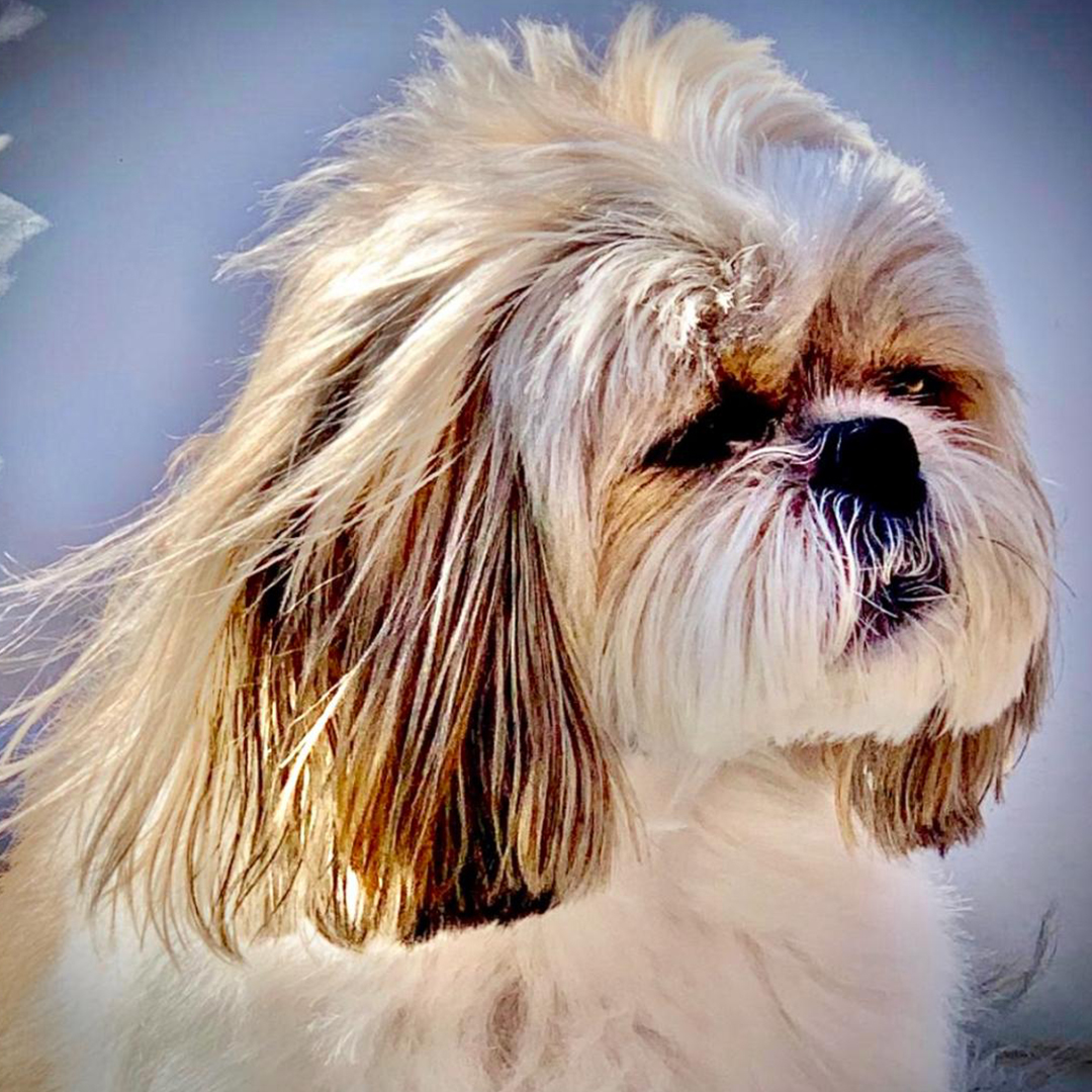 Cynthia the owner of posh pooches at the reception desk of her salon
